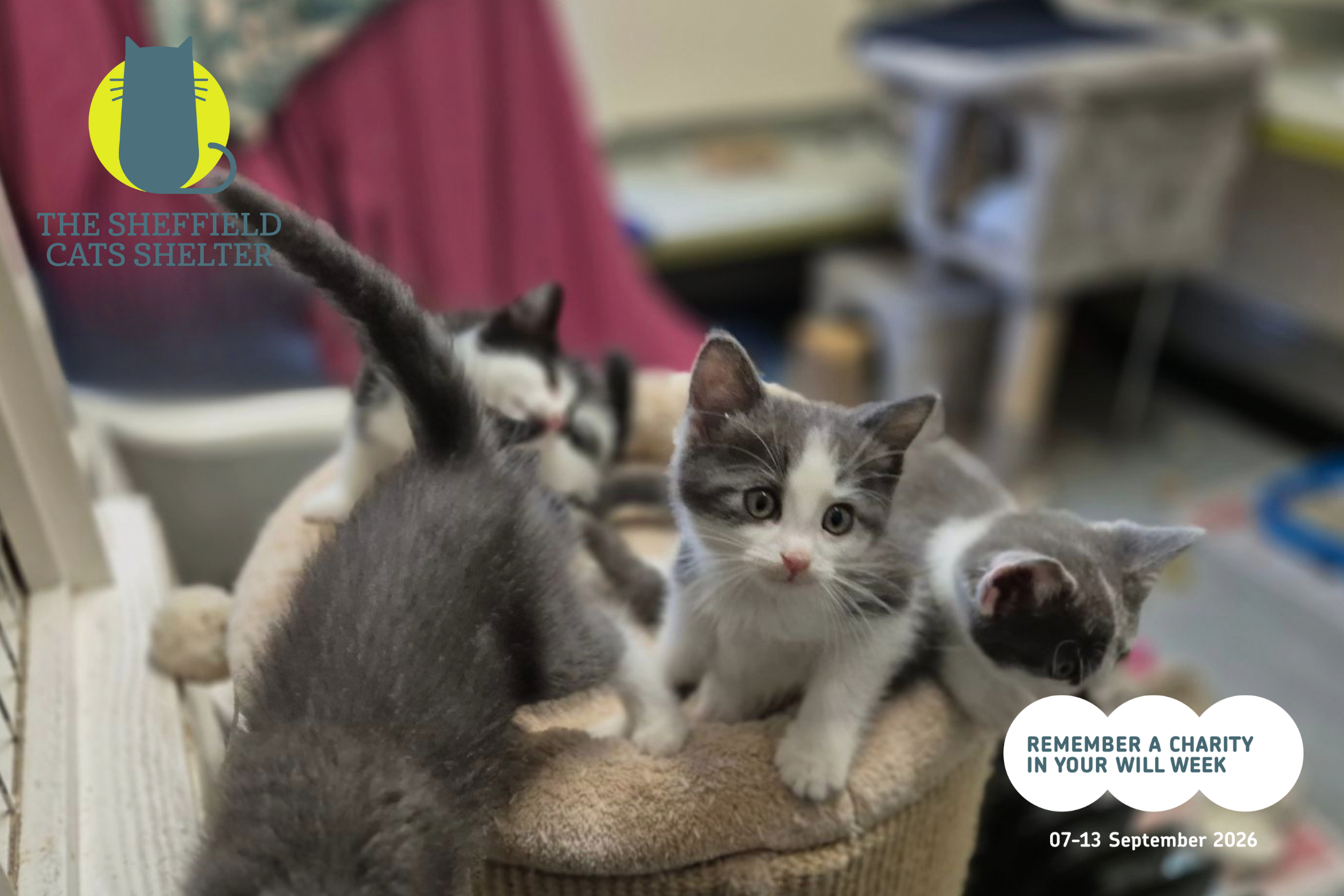 Remember A Charity Week: Sheffield Cat Shelter